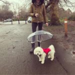 Dog's Transparent Umbrella With Traction Chain Removable Umbrella Pet Products - Image 7