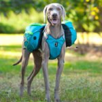 Pet self backpack - Image 2