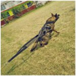 Dog training supplies Dog supplies Leashes Chest straps - Image 4