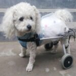 Dog Wheelchair - Fully Adjustable - Image 4