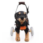 Pet Walking Dog Wheelchair Scooter - Image 5