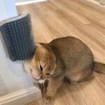 Cat Self-Grooming Brush Pet Wall Rubbing Device - Image 2